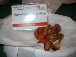hipholoma sublateritium